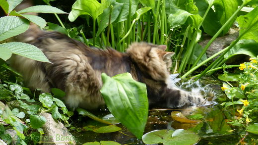 Sibirische Katzen Katrinchen von der Gronau